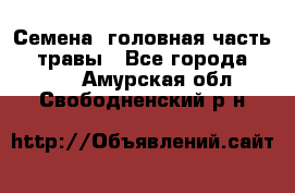 Семена (головная часть))) травы - Все города  »    . Амурская обл.,Свободненский р-н